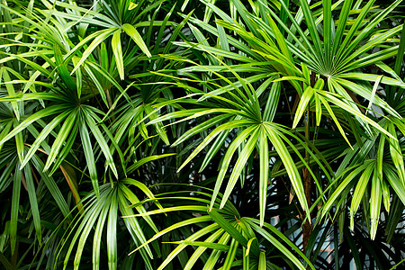 绿叶纹理背景绿色淅沥热带墙纸棕榈宏观花园阴影绿色植物森林植物群植物图片
