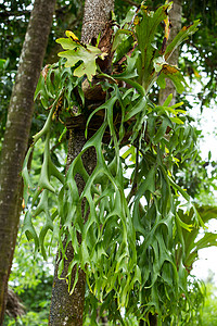 森林中的鹿角蕨绿叶淅沥生长衬套叶子森林骨科绿色植物环境树干丛林植物学图片