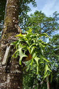 森林中的鹿角蕨绿叶淅沥绿色植物花园温室旅行植物植物学荒野情调热带异国图片