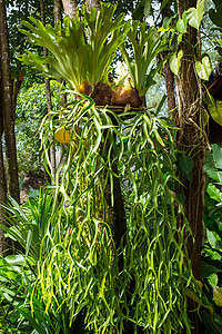 森林中的鹿角蕨绿叶淅沥生态情调衬套骨科花园热带植物学旅行异国树干图片