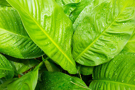 绿叶啪嗒啪嗒绿色植物竹芋热带墙纸水滴条纹植物学生长树叶丛林图片