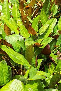 红翡翠 叶子有两种颜色墙纸异国森林水滴竹芋雨滴热带棕榈植物群绿色植物图片