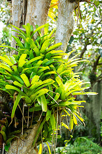 Bromeliad 树 Guzmania Urn 植物 紧贴在树上 抽象图形设计凤梨菠萝叶子异国花瓣园艺热带生长树叶墙纸背景图片