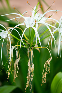 花园中的白海滩蜘蛛百丽花 特写  amp 宏拍摄 选择性焦点植物群异国水仙花叶子百合树叶季节节日公园情调图片