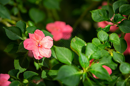 散景花园背景中的粉红色花朵 特写和宏观拍摄 选择性聚焦 抽象图形设计图片