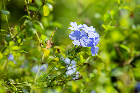 散景花园背景中的蓝色花朵 特写 &微距拍摄 选择性聚焦 抽象图形设计图片