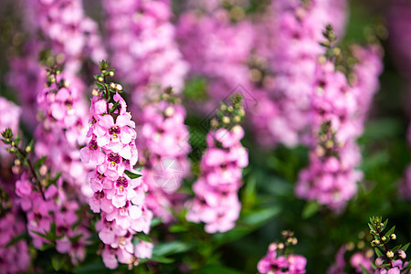 花朵 粉红花朵 光和影子 模糊和bokeh背景 有选择的焦点紫色蓝色花束植物群花瓣季节花园智者丹参杯子图片