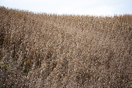 模糊的成熟玉米田 农业 收获期 选择性重点 摘要背景和简要背景树叶干旱农村收成烘干农场植物环境蔬菜叶子图片