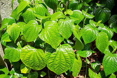 花园中的野生槟榔花或绿叶啪答声小伙子种植园草本植物植物盆草生长食物树叶环境蔬菜图片