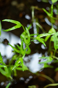 水旋花沼泽牵牛花花园农场空心菜环境食物水生动物生长沼泽饮食蔬菜图片