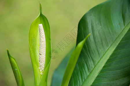 万年青花White flowe植物学生长宏观生活墙纸环境叶子植物群热带花园图片