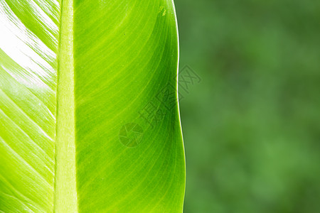 万年青叶绿叶花纹森林宏观季节墙纸花园环境树叶生长双色植物图片