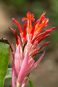 布罗梅莉亚花朵在花园里 特写植物花瓣植物群情调绿色叶子热带放大镜植物学红色图片