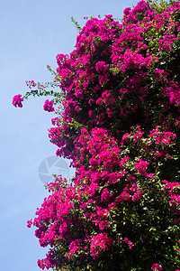 布干维尔天空中的鲜花植物群花朵美丽紫色叶子季节植物阳光旅行蓝色图片