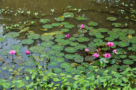 莲花花 莲花在河上叶子花瓣热带植物学公园植物群花园季节墙纸植物百合图片