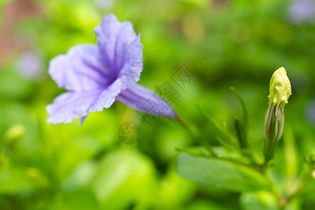 花开 Bokeh 绿色花园背景 特写 amp微距拍摄 选择性聚焦植物群紫色场地香玉花瓣植物学公园季节环境花朵图片