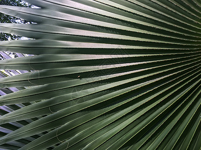 棕榈叶图案背景热带阴影装饰植物叶子阳光花园墙纸丛林风格图片