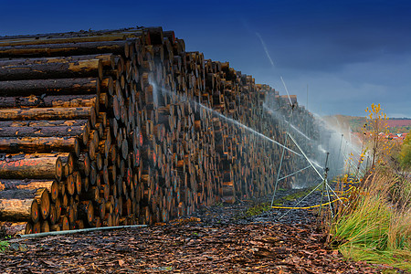 堆在木材储存场的木柴太阳锯材日志树林大自然贮存木工人行业柴堆树干图片