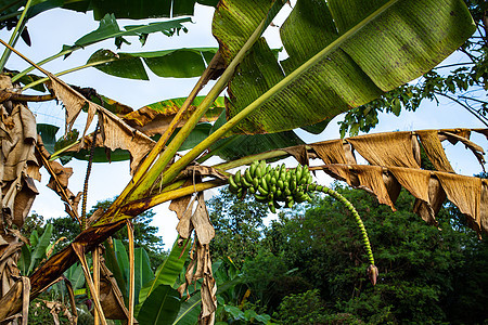 花园里有香蕉花的香蕉树 天空背景 泰国水果花瓣热带团体食物丛林植物叶子种植园蓝色生长图片