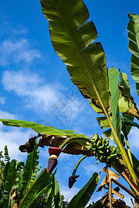 花园里有香蕉花的香蕉树 天空背景 泰国水果食物生长种植园团体蔬菜紫色环境叶子热带花瓣图片