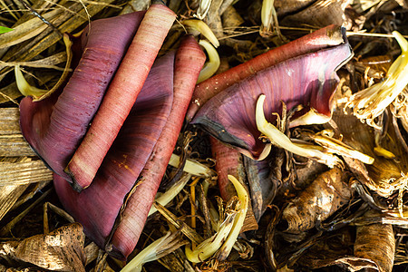 花园中枯萎的香蕉花纹理特写和微距拍摄抽象背景紫色树叶艺术花瓣热带丛林沙拉植物宏观蔬菜图片