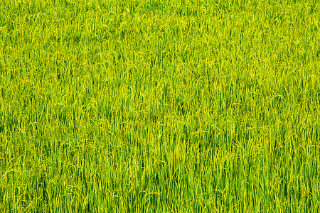 稻米田生长粮食热带场地植物天空食物稻田土地草原图片