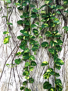 白色混凝土墙背景上的魔鬼藤水泥表皮生活热带栅栏植物爬行者叶子藤蔓墙纸图片