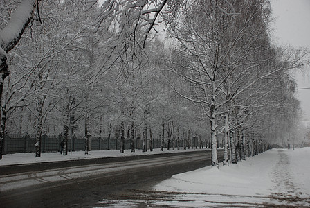 城市中清雪公园树木白色森林场景小路木头季节天气图片