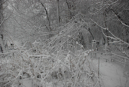 城市中清雪季节小路场景树木白色木头天气森林公园图片