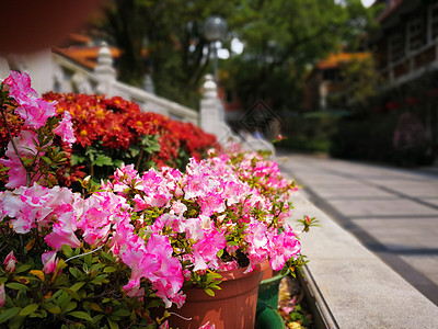 香港兰太岛神庙附近的粉红花白色红色绿色公园花园园艺植物植物群美丽花朵图片