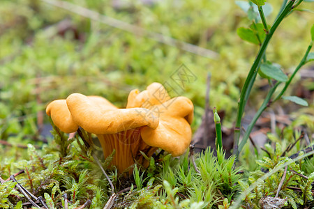 森林里有可食用和美味的香奈花蘑菇 周围环绕着青苔草图片