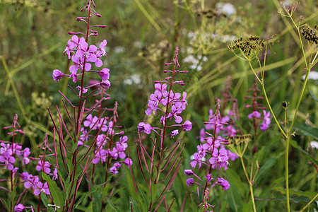 夏美宁 被称为火草 雄性柳叶草和玫瑰棒柳草草地植物群花瓣森林角膜植物野花紫色蓝色图片