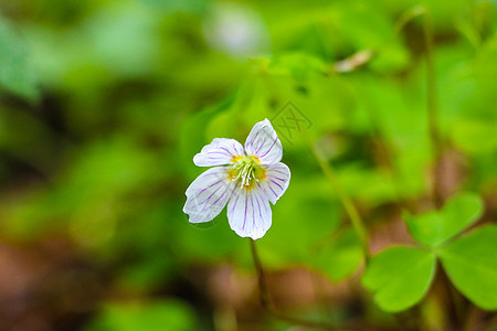 Oxalis 阳光明媚的春天 木质沙律花朵在森林中的一块角上的白花上开花图片