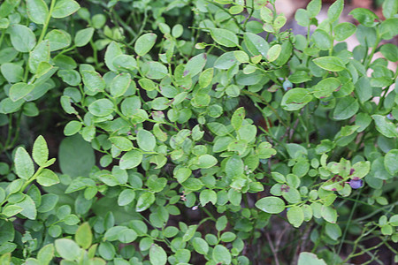 灌木 通常称为常见的bilberry Wimberry 蓝胡桃莓或欧洲蓝莓浆果水果衬套叶子森林荒野覆盆子花园营养桃金娘图片