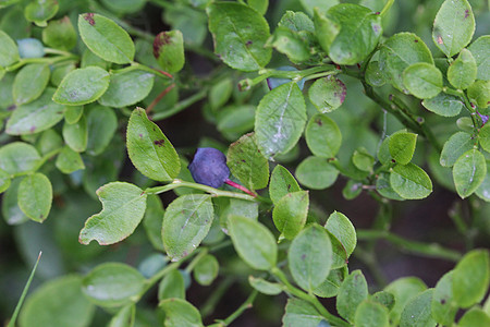 灌木 通常称为常见的bilberry Wimberry 蓝胡桃莓或欧洲蓝莓食物水果桃金娘蓝色叶子宏观花园覆盆子森林植物图片