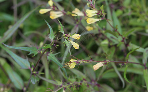 Melampyrum 线条 通常称为窄叶牛小麦花古董艺术花园奶牛森林插图植物群叶子草坪艺术品图片