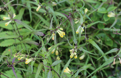 Melampyrum 线条 通常称为窄叶牛小麦花艺术品小麦玫瑰花植物奶牛植物学雕刻森林草坪花园图片