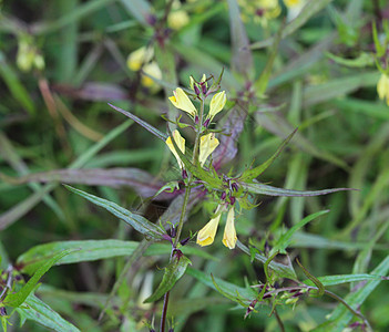 Melampyrum 线条 通常称为窄叶牛小麦花当科园艺玫瑰花小麦草坪绘画植物群叶子艺术品植物图片