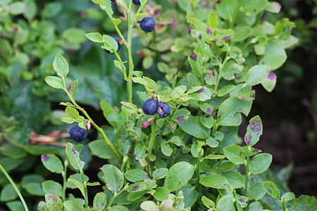 灌木 通常称为常见的bilberry Wimberry 蓝胡桃莓或欧洲蓝莓宏观蓝色荒野衬套水果覆盆子桃金娘浆果植物森林图片