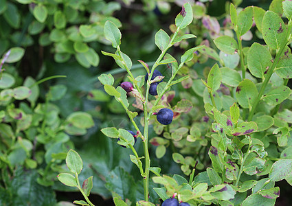 灌木 通常称为常见的bilberry Wimberry 蓝胡桃莓或欧洲蓝莓蓝色水果荒野植物森林叶子花园桃金娘浆果营养图片