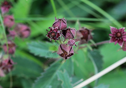 科马鲁姆腐化花朵 称为紫沼泽 沼泽的肉桂油和沼泽的饼干油宏观树叶植物植物群长期花瓣药品雄蕊植物学池塘图片