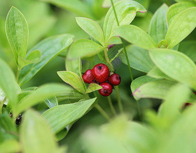 小角角小矮人或buntberry花瓣手绘森林植物群宏观叶子水果食物荒野季节图片