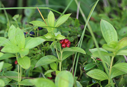 小角角小矮人或buntberry植物群宏观叶子矮人荒野手绘季节水果树叶食物图片