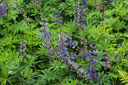 Lupinus 多元植物花 称为大叶 多叶或园林植物群叶子花瓣野花紫色季节蓝色环境植物学太阳图片