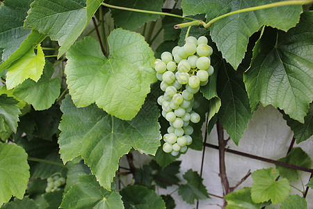 夏日在园中葡萄酿葡萄收获浆果酿酒果序酒类藤蔓葡萄叶农业制造商水果图片