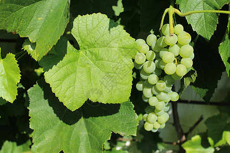 夏日在园中葡萄酿葡萄藤蔓农业酒类葡萄花园收成葡萄园水果浆果葡萄汁图片