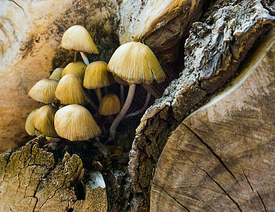 聚团木瓜蘑菇 秋季自然背景的大型闭合品种图片