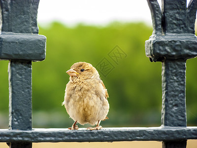 坐在公园栏杆上的麻雀鸣禽羽毛环境荒野鸟类树叶翅膀观鸟唱歌野生动物图片