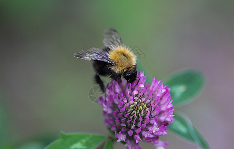 大黄蜂 普通的卡在花上的小蜜蜂昆虫学花粉花瓣蜂蜜野生动物动物飞行荒野叶子环境图片