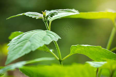 痛苦的灌木或刺片杂草和晨光 特写并复制图片